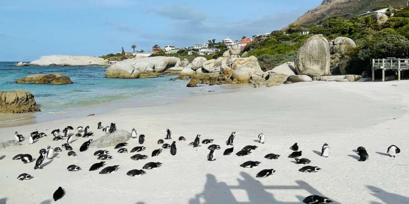 Cape Town: Table Mountain, Cape Point, Penguins Group Tour - Boulders Beach Penguins