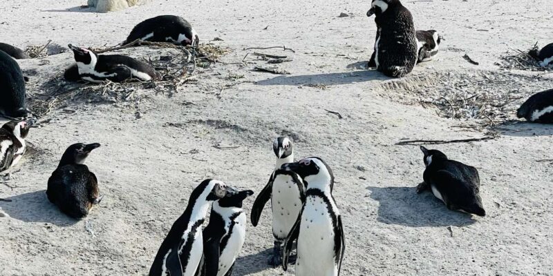 Cape Town: Table Mountain, Cape Point, Penguins Group Tour - Scenic Coastal Drives