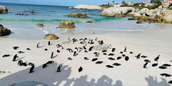 Cape Town: Table Mountain, Cape Point, Penguins Group Tour - Dining and Sightseeing