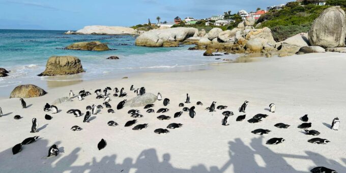 Cape Town: Table Mountain, Cape Point, Penguins Group Tour - Important Tour Details