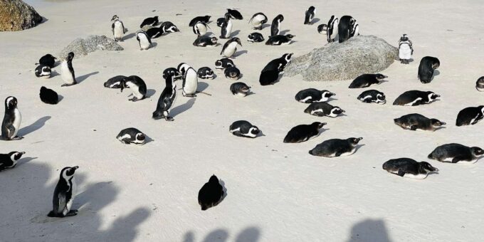 Cape Town: Table Mountain, Cape Point, Penguins Group Tour - Frequently Asked Questions