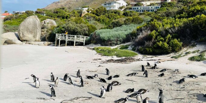 Cape Town: Table Mountain, Cape Point, Penguins Group Tour - The Sum Up