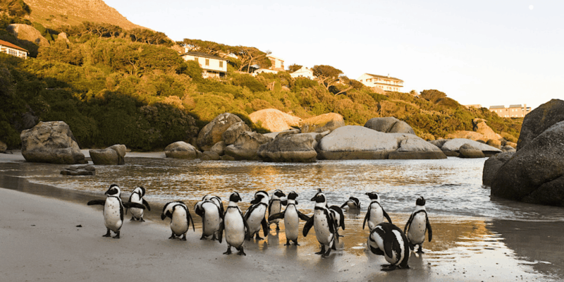 Cape Town: Table Mountain, Penguins, and Bo-Kaap Private … - Private Tour Highlights