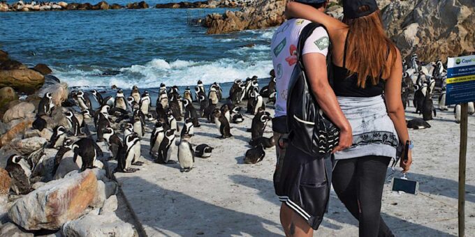 Cape Town: Table Mountain, Penguins, and Bo-Kaap Private … - The Sum Up