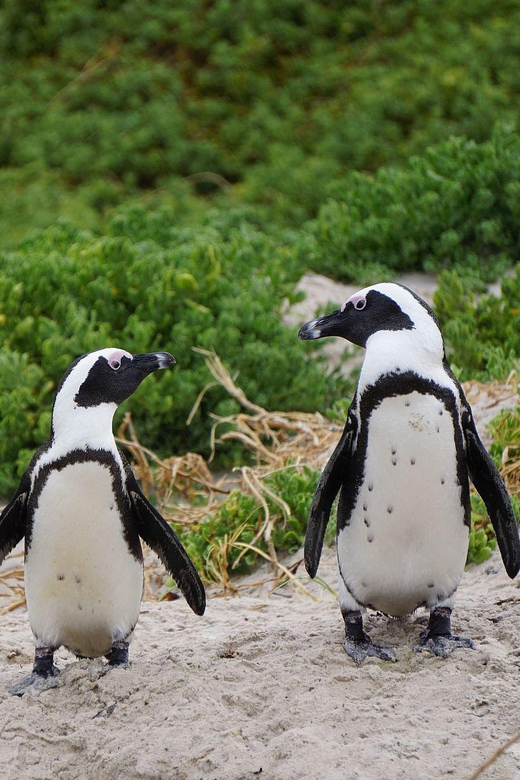 Cape Town: Table Mountain, Penguins & Cape Point Group Tour - Scenic Stops Along the Atlantic Seaboard