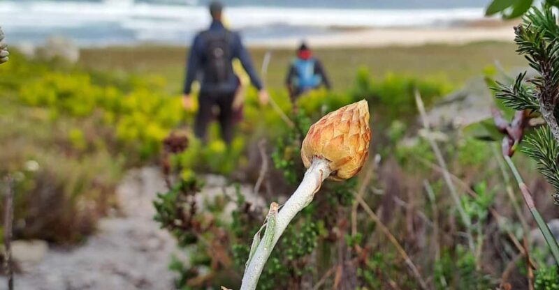 Cape Town to Cape Point: Full Day Guided Tour - Good To Know