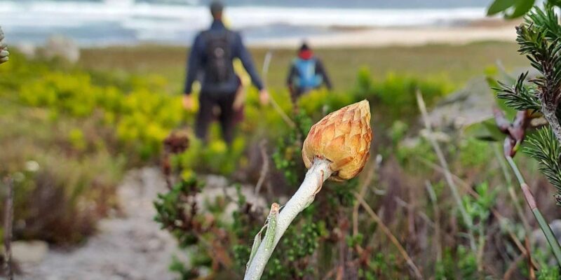 Cape Town to Cape Point: Full Day Guided Tour - Itinerary Highlights