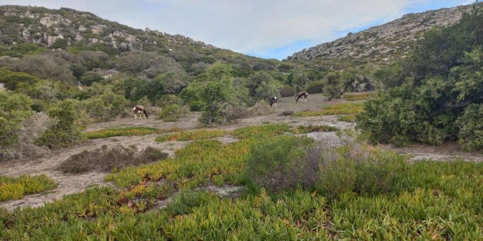 Cape Town to Cape Point: Full Day Guided Tour - Included Amenities
