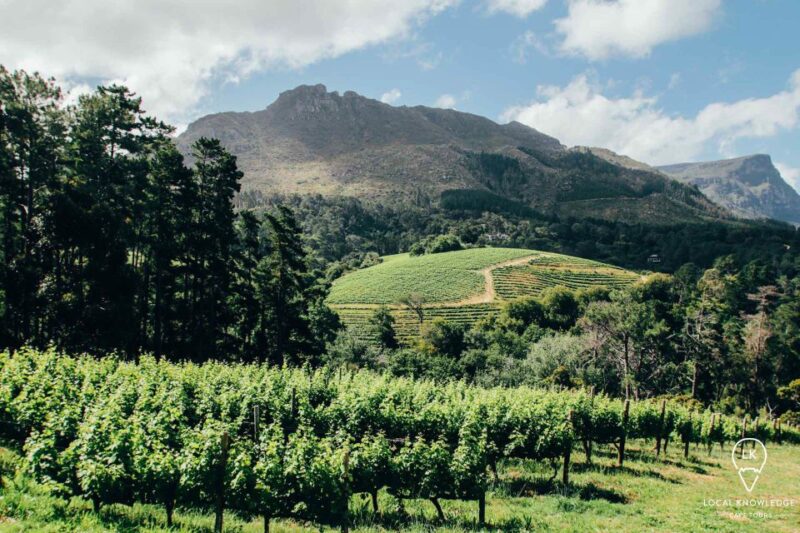 Cape Town: Traditional Wine & Braai (BBQ) Experience - Picnic at Constantia Mist