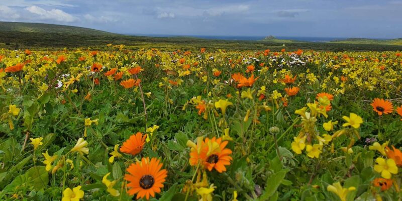 Cape Town: West Coast Full Day Tour - Itinerary Highlights