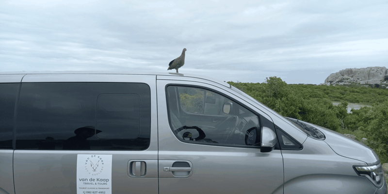 Cape Town: West Coast Full Day Tour - What to Bring