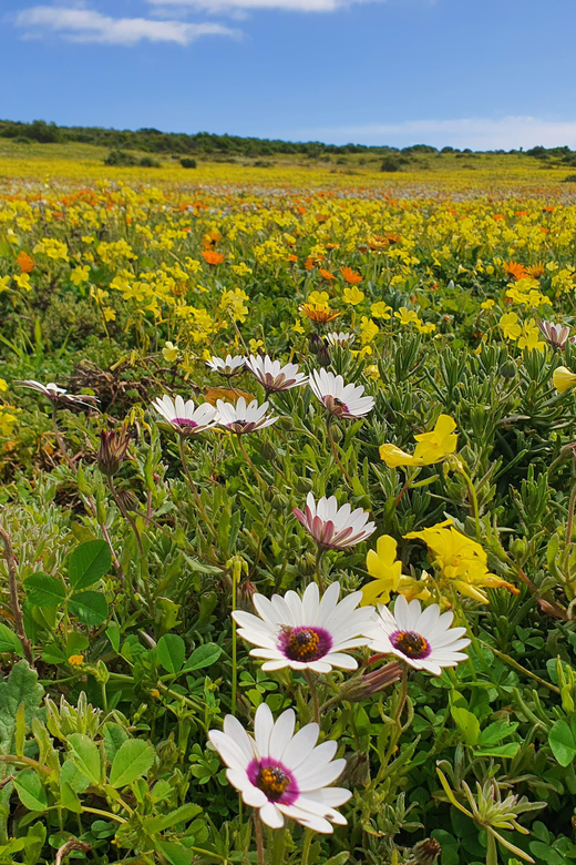 Cape Town: West Coast Full Day Tour - San Culture and History