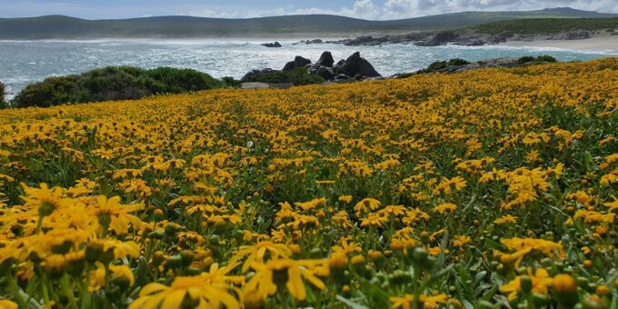 Cape Town: West Coast Full Day Tour - Scenic Vistas and Wildlife