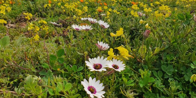 Cape Town: West Coast Full Day Tour - Frequently Asked Questions
