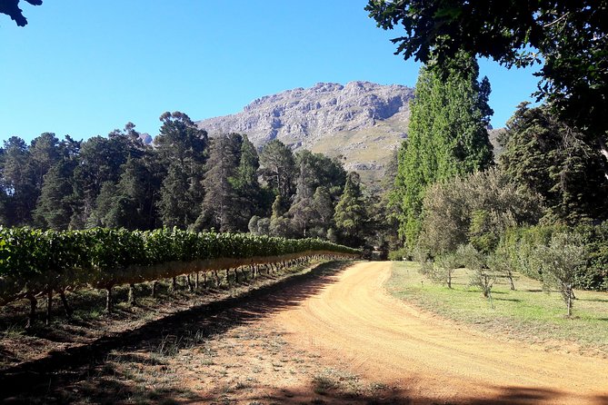 Cape Town Winelands Stellenbosch Private Afternoon Tour - Comfortable Transportation Provided