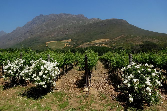 Cape Town Winelands Stellenbosch Private Afternoon Tour - Pickup and Drop-off Arrangements