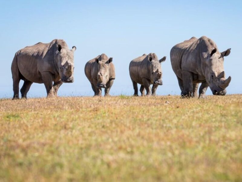 CAPE TOWN:PRIVATE SAFARI DRIVE AT AQUILA GAME RESERVE - Good To Know