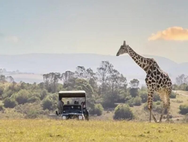CAPE TOWN:PRIVATE SAFARI DRIVE AT AQUILA GAME RESERVE - The Big 5 and Wildlife