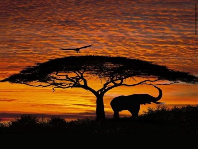 CAPE TOWN:PRIVATE SAFARI DRIVE AT AQUILA GAME RESERVE - Daily Departures and Booking