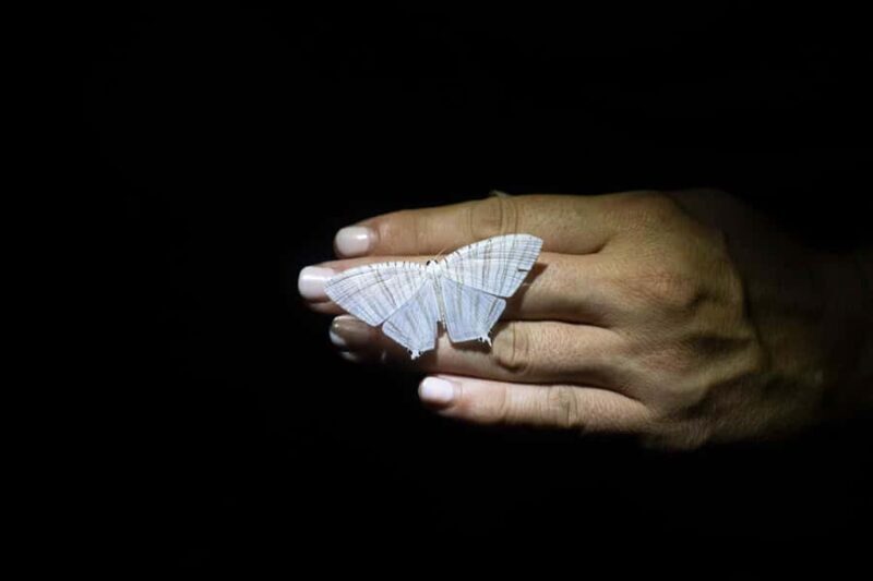 Cape Tribulation: Daintree Rainforest Night Walk Tour - Exploring the Cape Tribulation: Daintree Rainforest Night Walk Tour