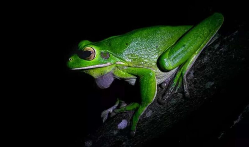 Cape Tribulation: Daintree Rainforest Night Walk Tour - Key Points