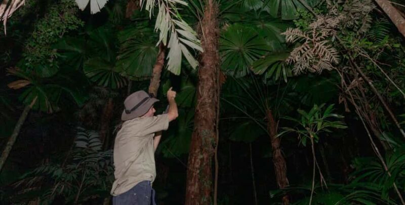 Cape Tribulation: Daintree Rainforest Night Walk Tour - What Makes This Night Walk Stand Out?