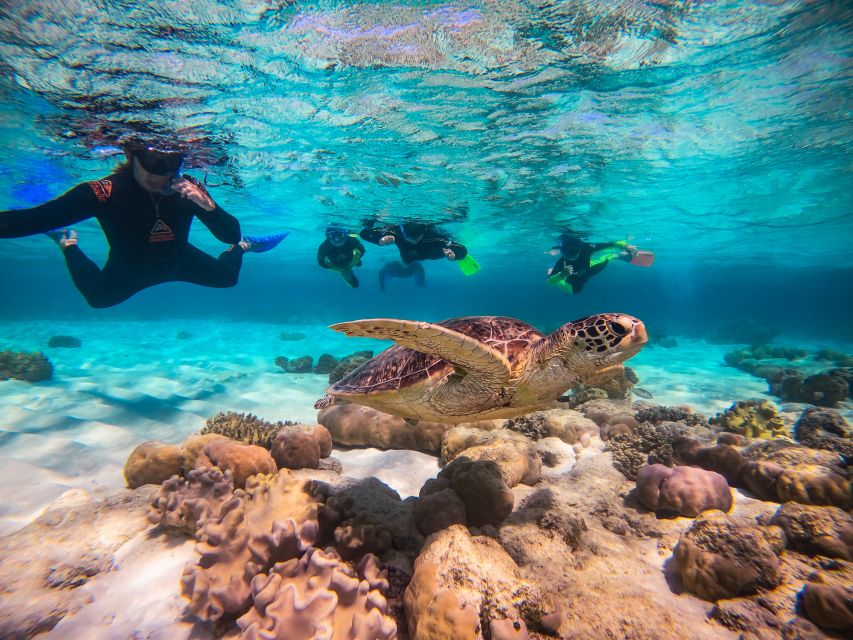 Cape Tribulation Ocean Safari Tour - Important Information