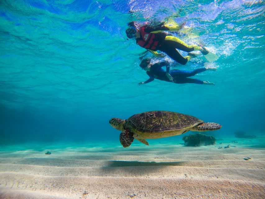 Cape Tribulation Ocean Safari Tour - Customer Reviews