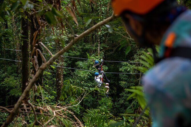 Cape Tribulation & Ziplining: Ultimate Daintree - Practical Details and Considerations