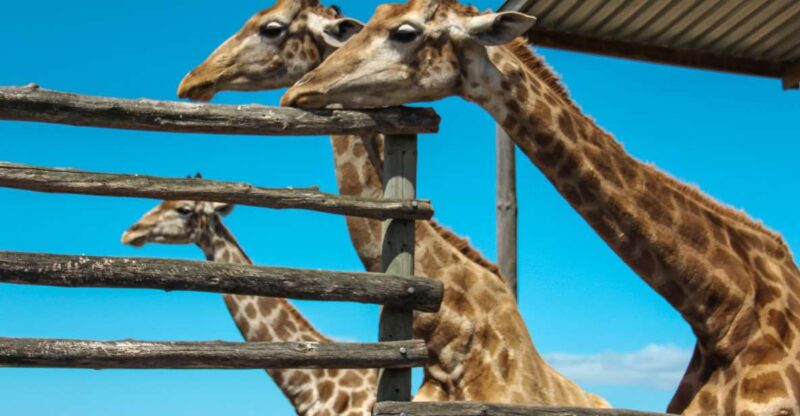 Cape Winelands Family Tour & Wildlife Encounter - Good To Know