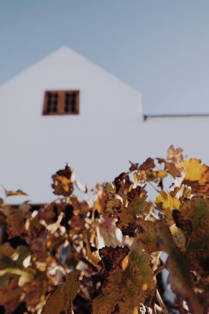 Cape Winelands Family Tour & Wildlife Encounter - Vergenoegd Löw The Wine Estate