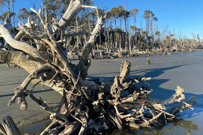 Capers Island Wildlife Exploration - Why This Tour Offers Real Value  