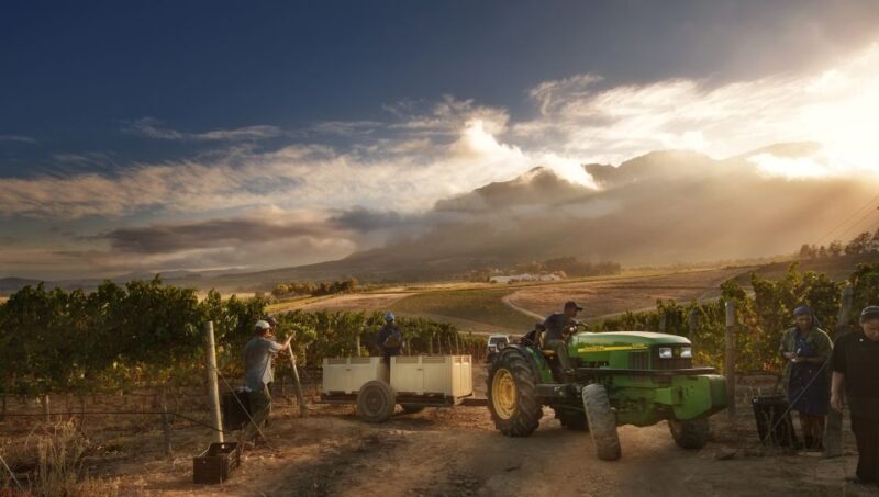 Capetown Winelands Half Day Tour With Local Guide - Winery Experiences
