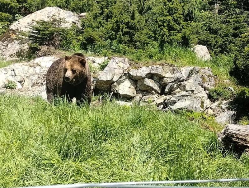 Capilano Br+Grouse Mtn+Dam+Lake&Hatcher/5in1/Small Group/Car - Who Should Book This Tour?