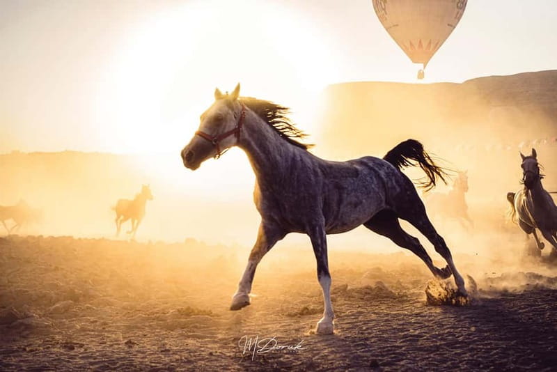 Cappadocia: Fascinating Horse Tour in Göreme Valleys - What Makes This Tour Stand Out