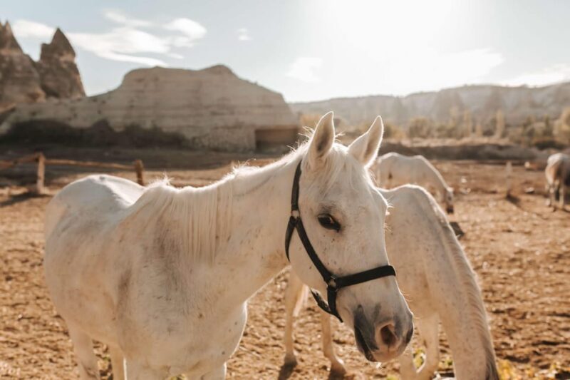 Cappadocia: Horse Riding Tour with Hotel Transfer - Authentic Experiences and Traveler Tips