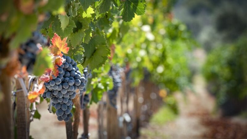 Cappadocia: Private Half-Day Vineyards & Wine Tasting Tour - Inclusions and Amenities
