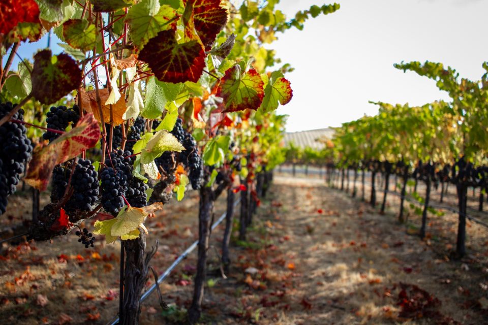 Cappadocia Vineyards Private Tour and Wine Tasting - A Closer Look at the Itinerary