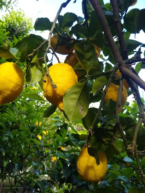 Capri: Cooking Class With Local Ingredients - Cooking Class Itinerary