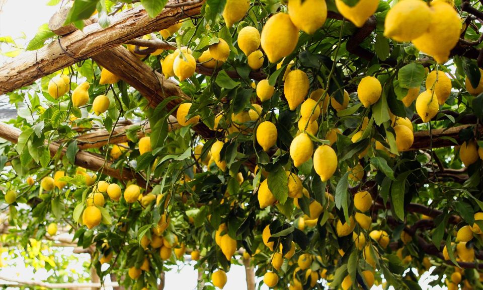 Capri Deluxe Small Group Shared Tour From Sorrento - Itinerary and Duration