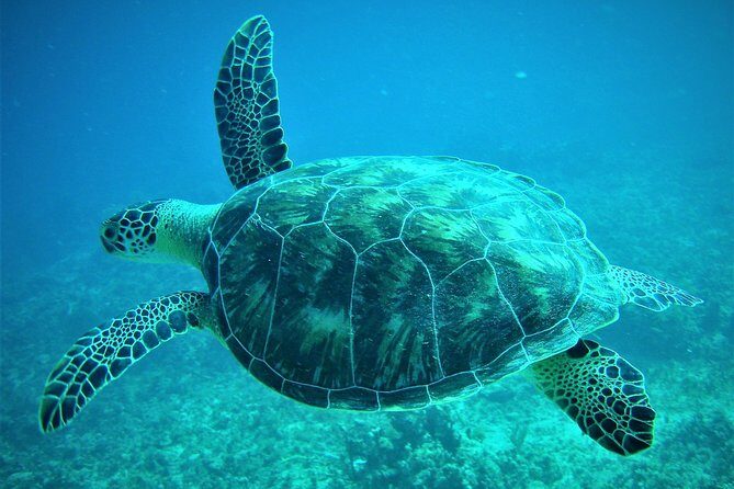 CAPTAIN ALAN'S 4hr -3 Islands-snorkeling-turtles-beach ADVENTURE - Key Points
