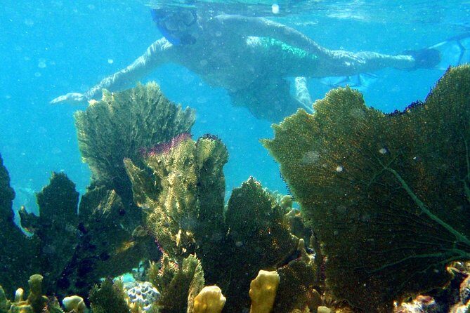 CAPTAIN ALAN'S 4hr -3 Islands-snorkeling-turtles-beach ADVENTURE - FAQs