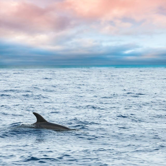 Captains Choice: Dolphin Watch Sunset Sail - Booking and Cancellation
