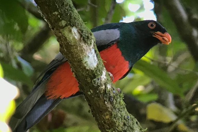 Carara National Park Birdwatching Group Guided Tour Experience. - Participant Feedback