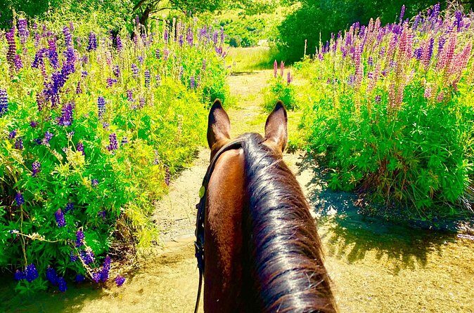 Cardrona High Country Pub Trail Horse Trek (Intermediate level+) - The Sum Up: Is It Worth It?