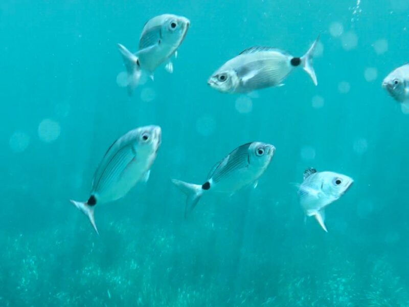 Cargèse: Calanques of Piana Capo Rosso Semi-Rigid Boat Tour - Important Information
