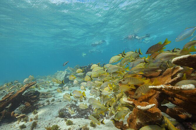 Caribbean Star Snorkeling Tour - FAQs