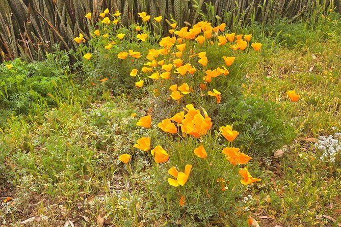 Carlsbad: A Self-Guided Walking Tour of the Village by the Sea - Vibrant Streets and Modern Charm