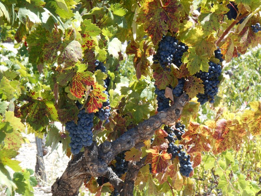 Carmel Valley Wine Tasting Tour - Frequently Asked Questions