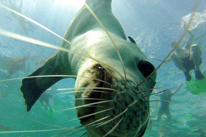 Carnac Island Half Day Sail - FAQ